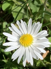 Bellis perennis