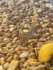 Palaemon antennarius