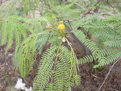 Leucaena greggii