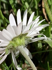 Bellis perennis