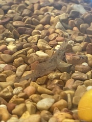 Palaemon antennarius