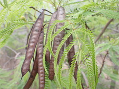 Leucaena greggii