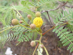 Leucaena greggii