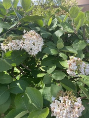 Viburnum carlcephalum