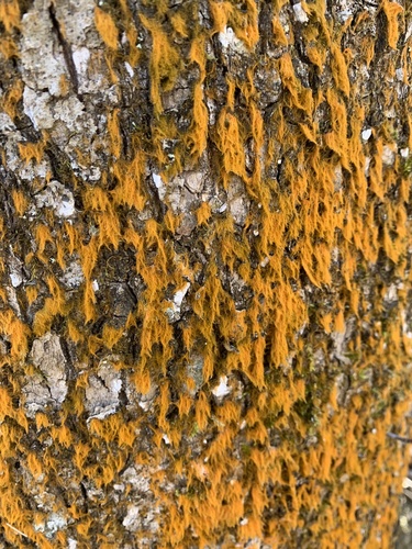 Trentepohlia nuotrauka