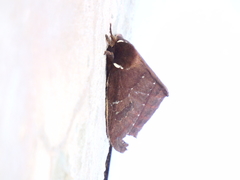 Pseudautomeris salmonea