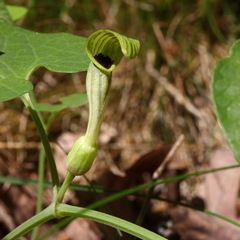 Aristolochia pallida
