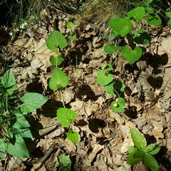Aristolochia pallida