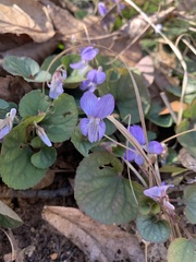Viola walteri
