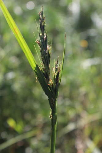 Scleria melanomphala, 2021-05-11