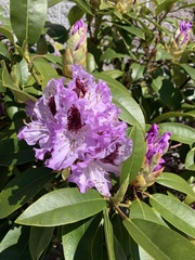 Rhododendron