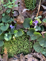 Viola walteri