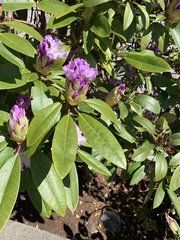 Rhododendron