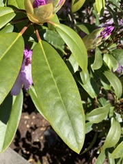 Rhododendron