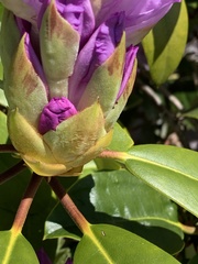 Rhododendron