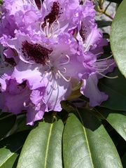Rhododendron
