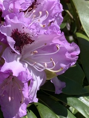 Rhododendron