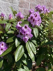 Rhododendron