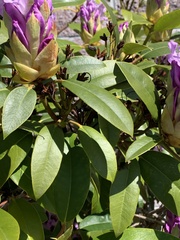 Rhododendron