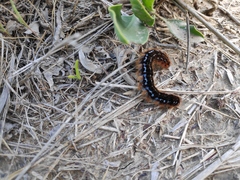 Malacosoma franconicum