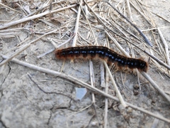 Malacosoma franconicum