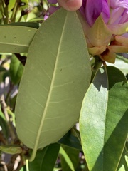 Rhododendron