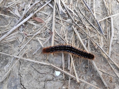 Malacosoma franconicum
