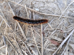 Malacosoma franconicum