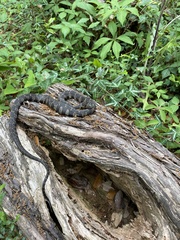 Nerodia sipedon williamengelsi