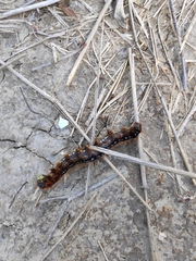 Malacosoma franconicum