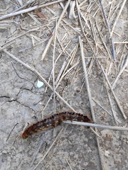 Malacosoma franconicum