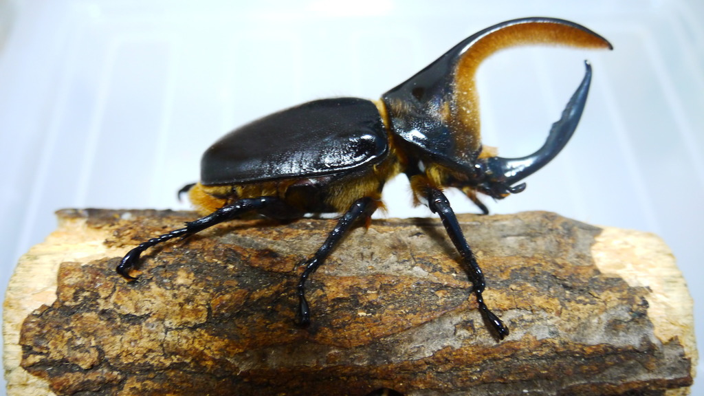 Satanas Beetle