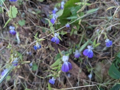 Collinsia multicolor