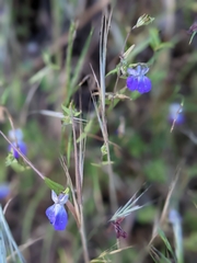 Collinsia multicolor