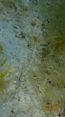 Chaenopsis limbaughi