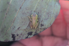 Hyperolius pickersgilli