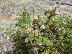 Heliotropium taltalense