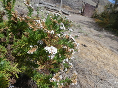 Heliotropium taltalense