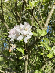 Malus domestica