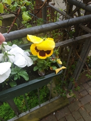 Viola × wittrockiana