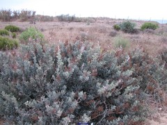 Limoniastrum monopetalum