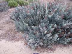 Limoniastrum monopetalum