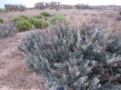 Limoniastrum monopetalum