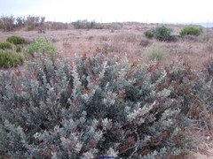 Limoniastrum monopetalum