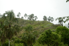 Sabal mauritiiformis