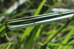 Scleria melanomphala