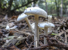 Melanoleuca verrucipes