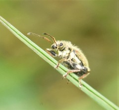 Phyllobius betulinus