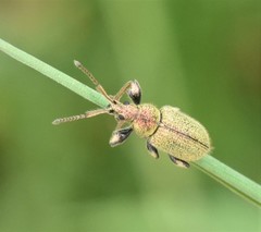 Phyllobius betulinus