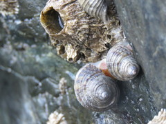 Calliostomatidae